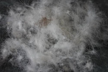 Перопуховое сырье "Дебют"