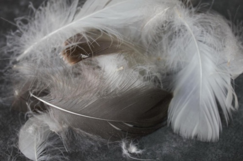 Перопуховое сырье "Дебют"